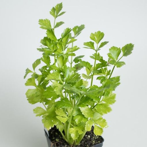 Picture of Parsley (pot)