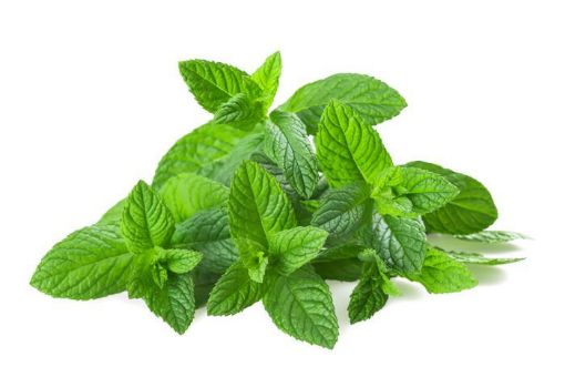 Picture of Mint (bunch)