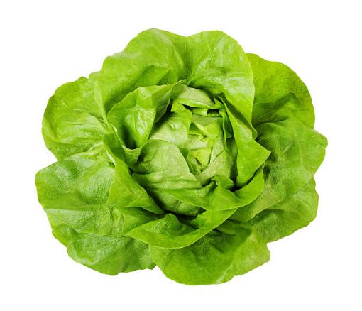 Picture of Butter Lettuce