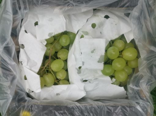 Picture of White seedless grapes (1.5kg)
