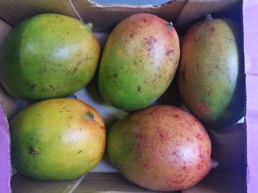 Picture of Mangoes (5-6 p/pack)